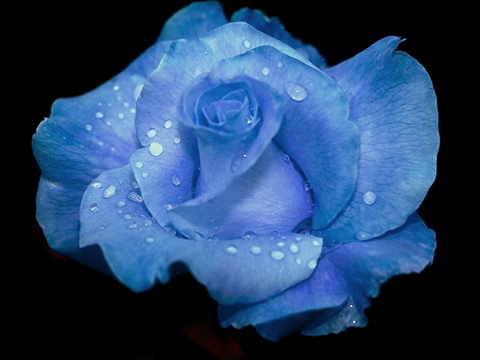 Синя роза