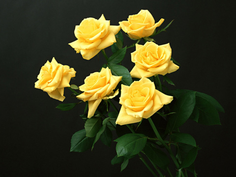 Жълти рози
