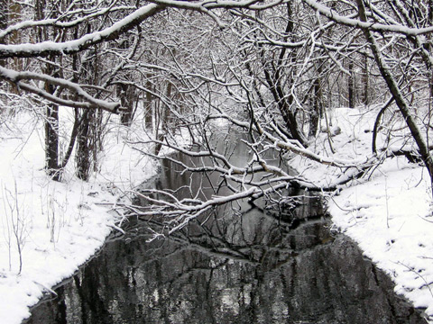 Зимата в гората