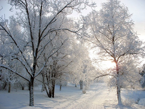 Зима в парка