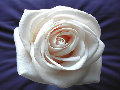 Бяла роза