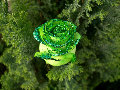 Зелене роза