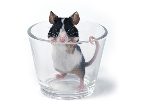 Мишка в чаша
